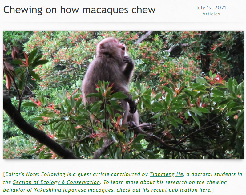 Chewing on How Macaques Chew